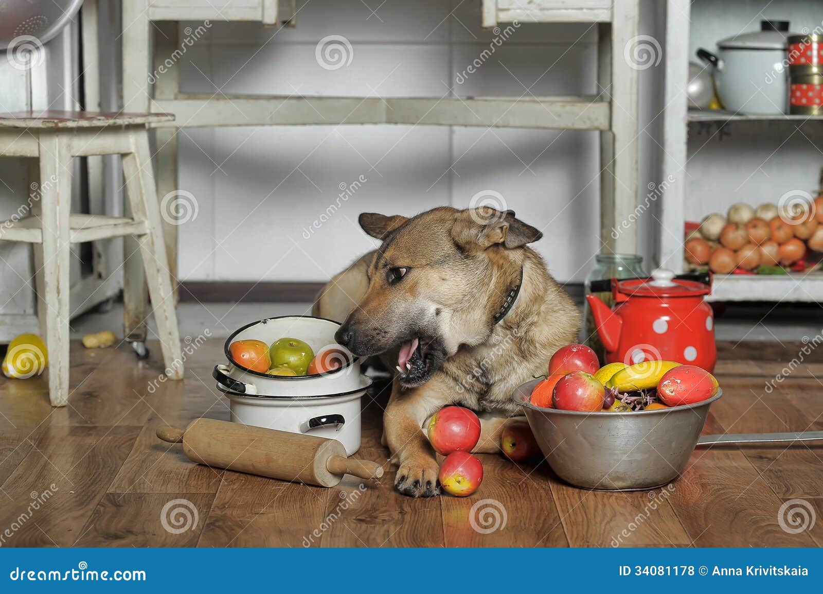 Dog in the kitchen stock photo. Image of rising, rolling 34081178