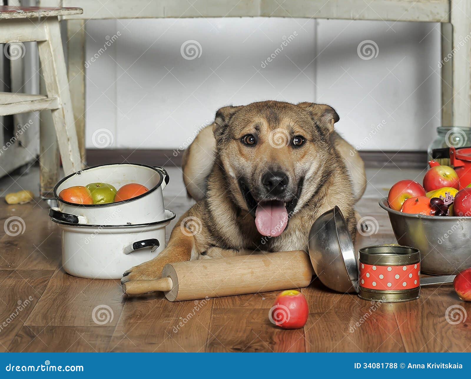 Dog in the kitchen stock photo. Image of rolling, cooking 34081788