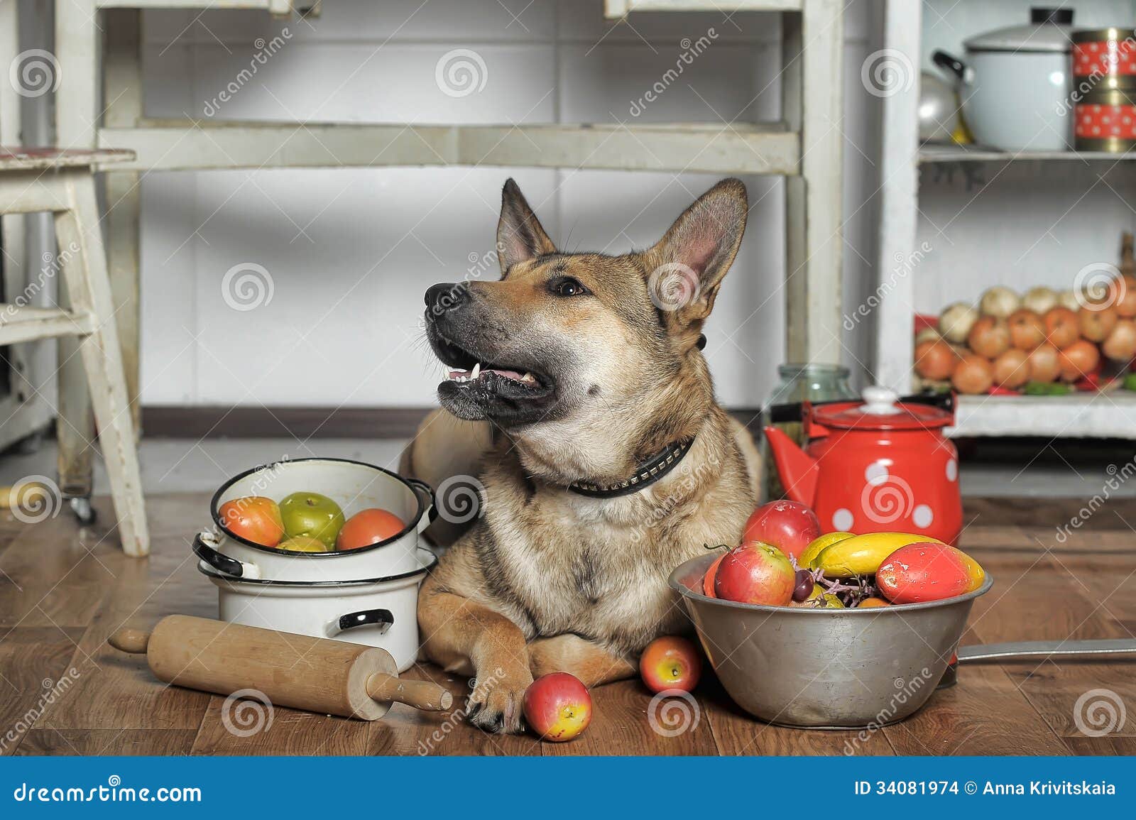 Dog in the kitchen stock photo. Image of cooking, learning 34081974