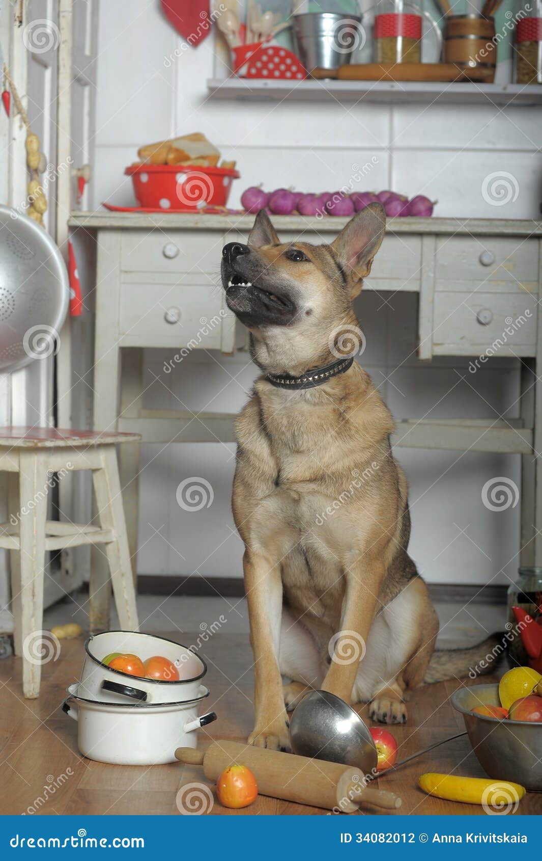 Dog in the kitchen stock photo. Image of preparation 34082012