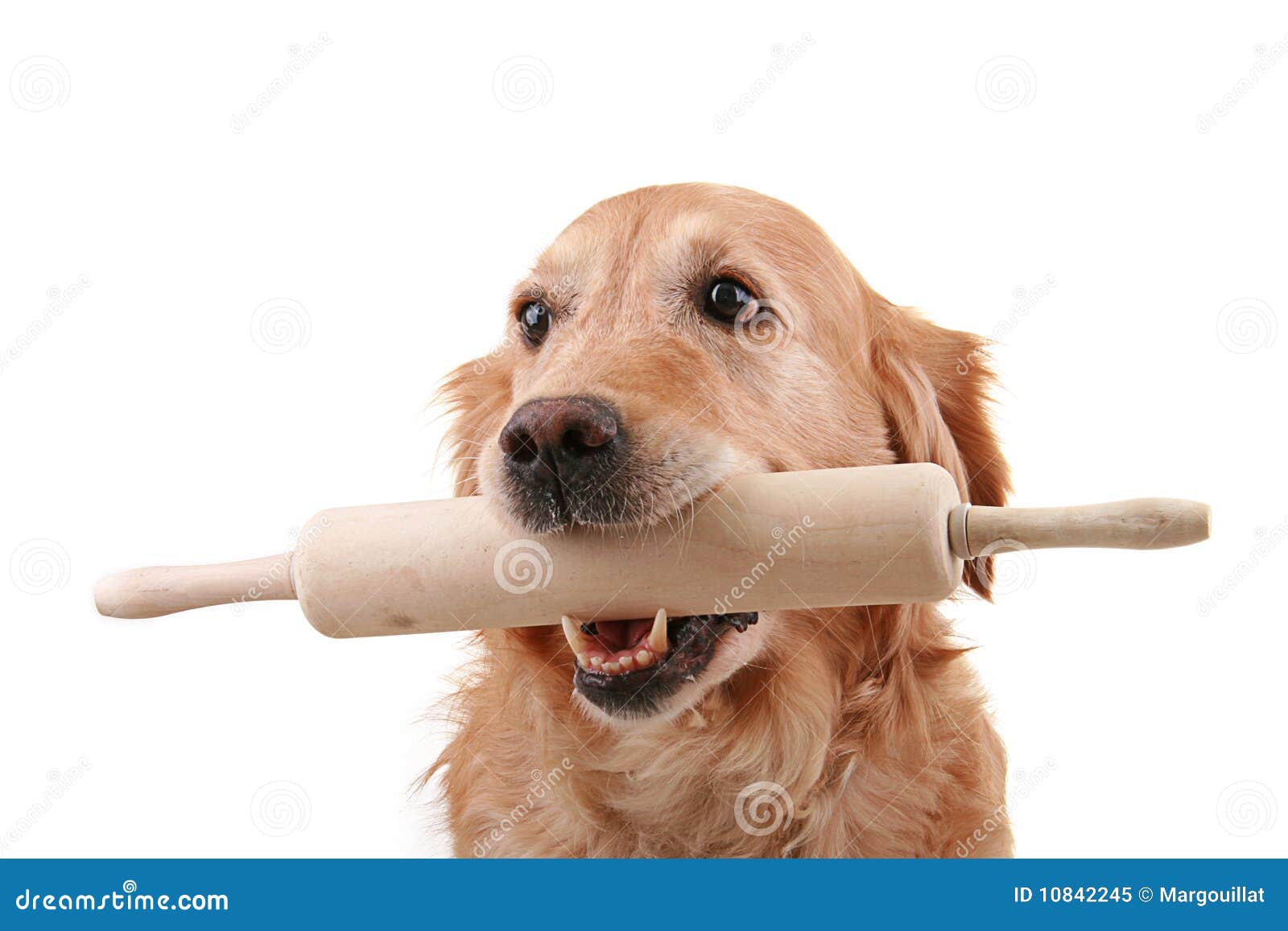 Dog and kitchen roller stock image. Image of cooking 10842245