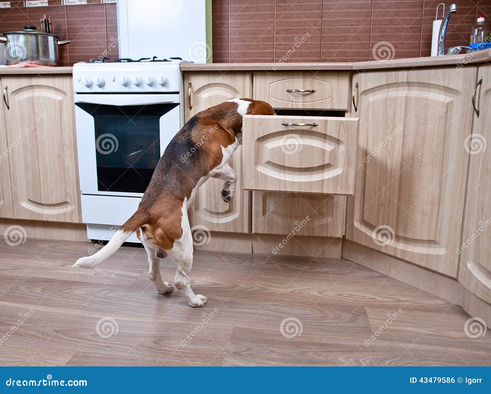 Dog in kitchen stock photo. Image of purebred, wood, open 43479586
