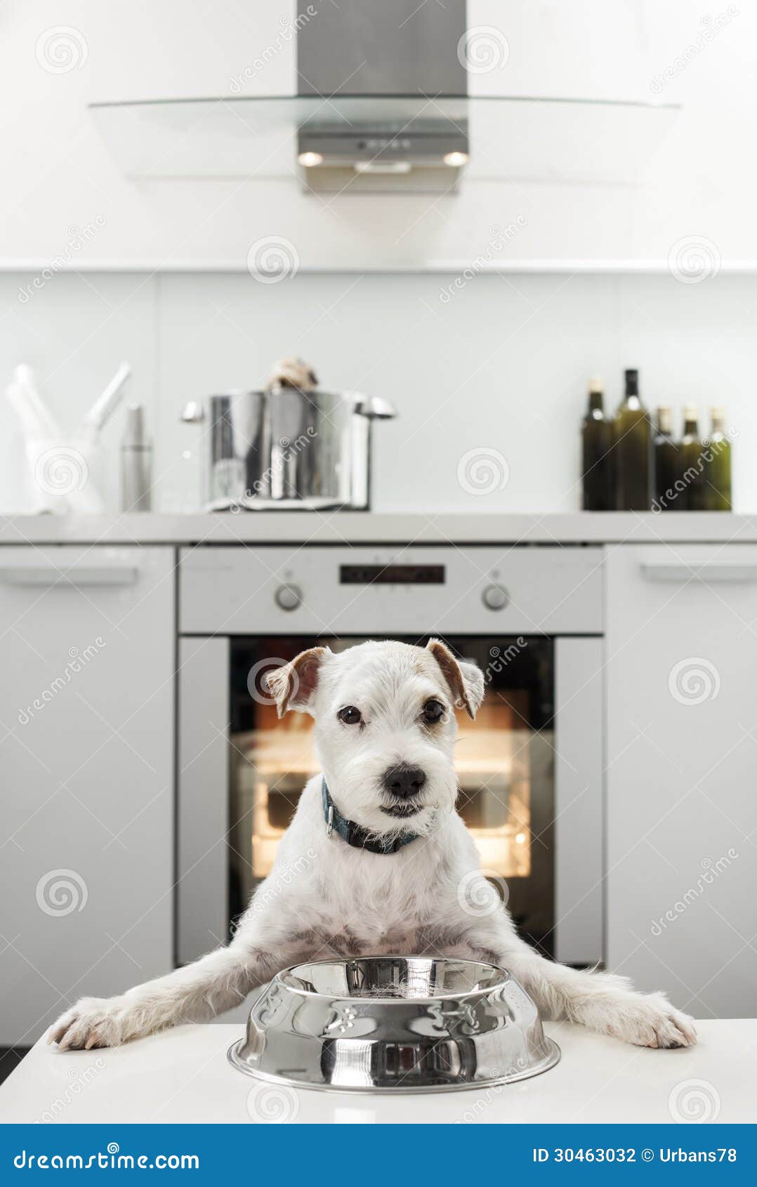 Dog in a kitchen stock photo. Image of hungry, food, cute 30463032