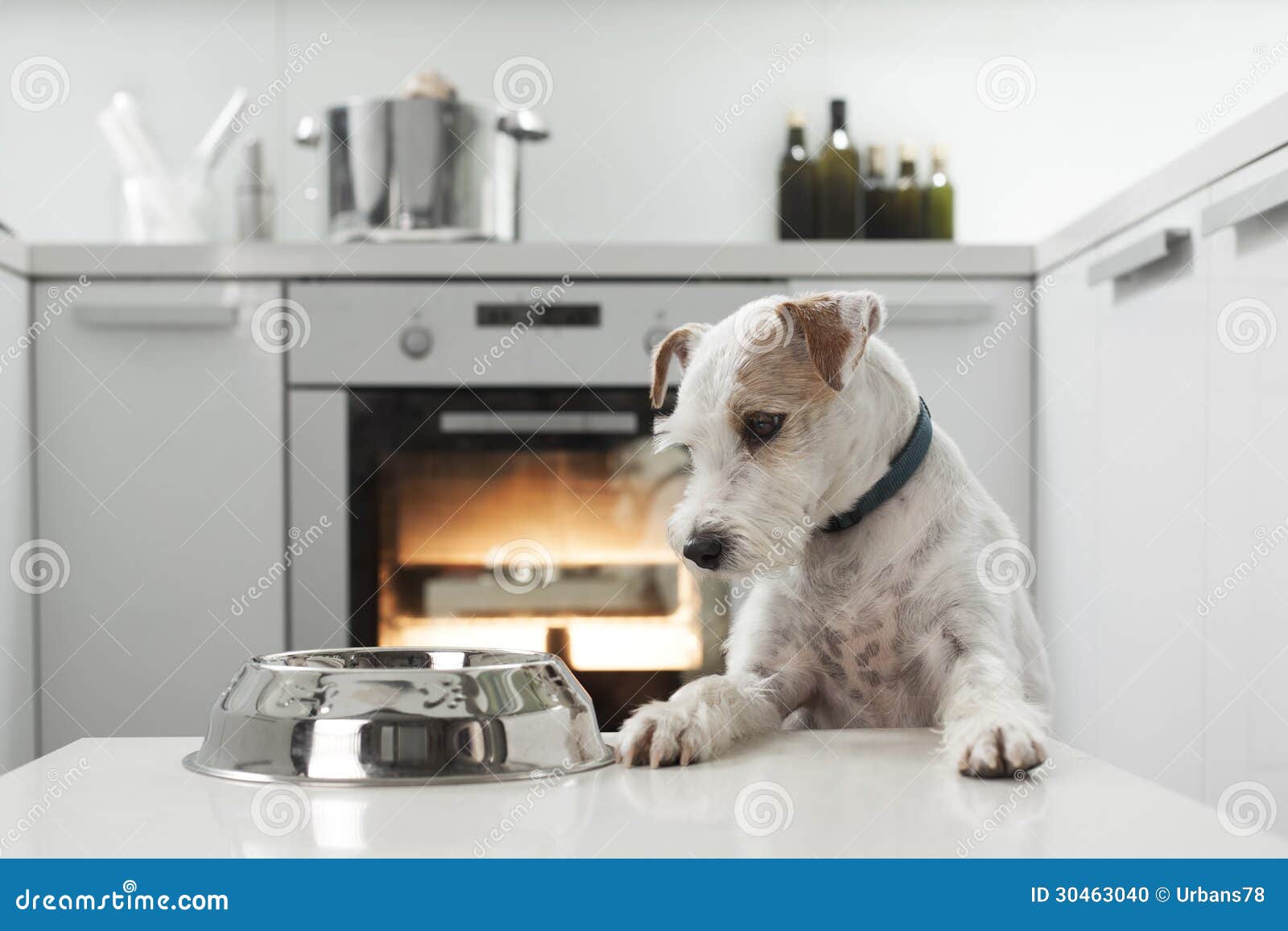Dog in a kitchen stock photo. Image of male, purebred 30463040