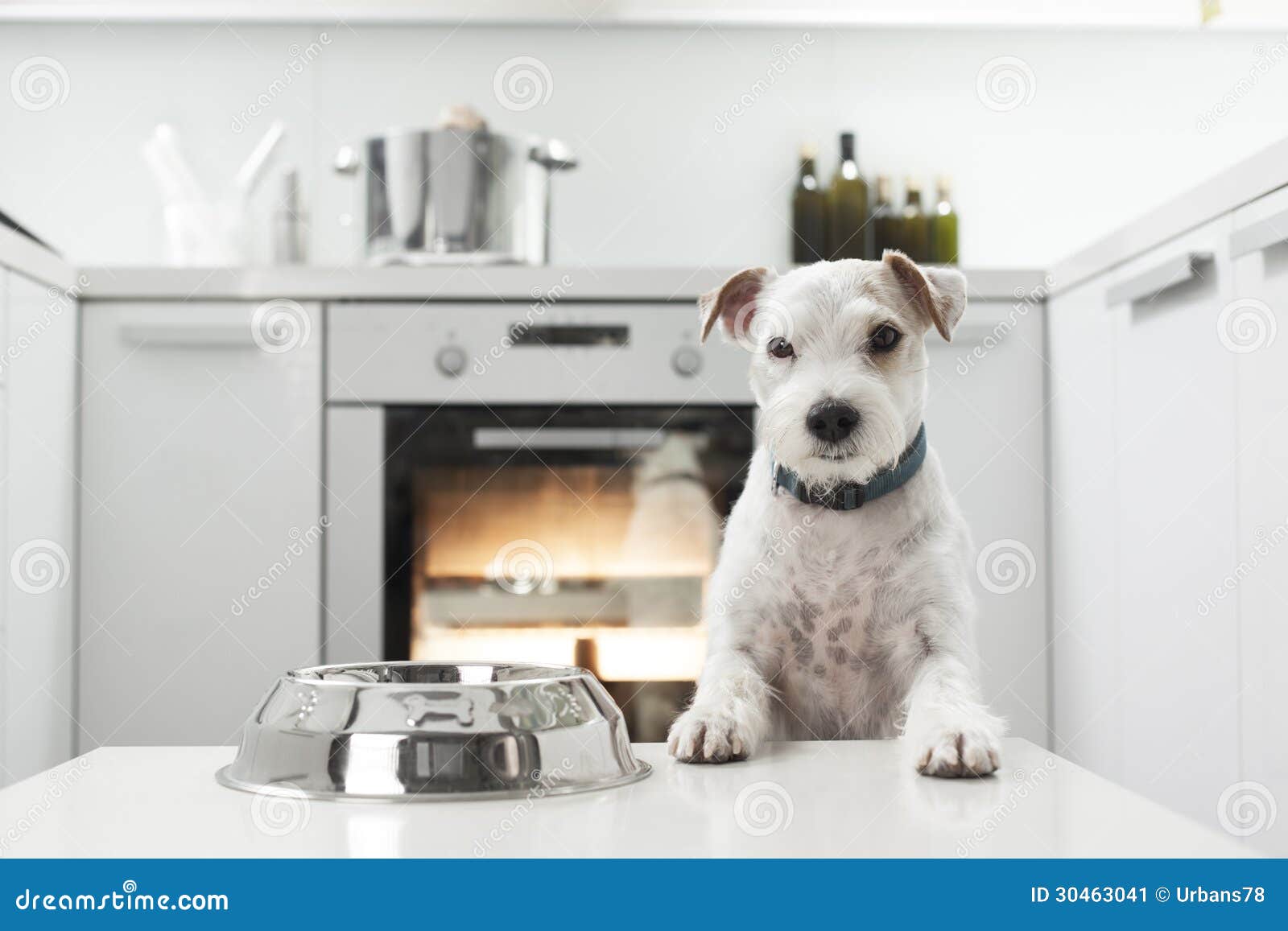Dog in a kitchen stock image. Image of oven, animals 30463041