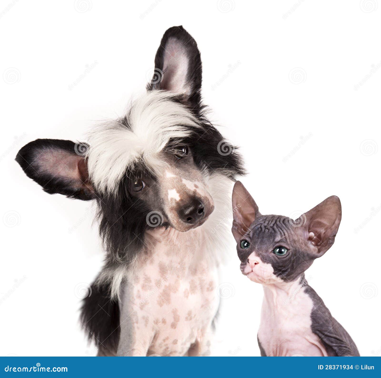 are chinese crested dogs good with cats