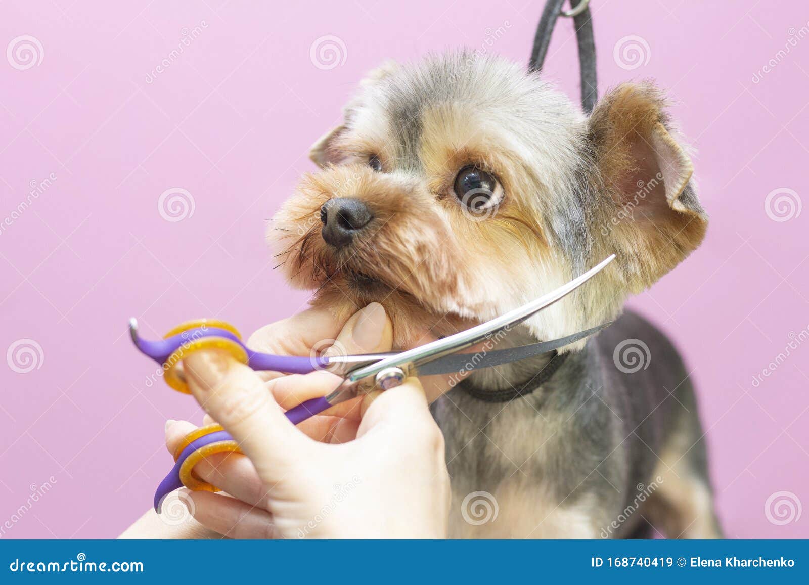 Nadenkend honing debat Dog Krijgt Haar Geknipt Op Pet Spa Grooming Salon Sluiting Van De Hond  Stock Afbeelding - Image of besnoeiing, dier: 168740419