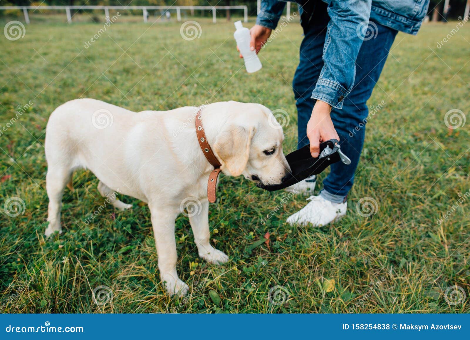 Dog labrador drinks water stock photo. Image of beautiful 158254838