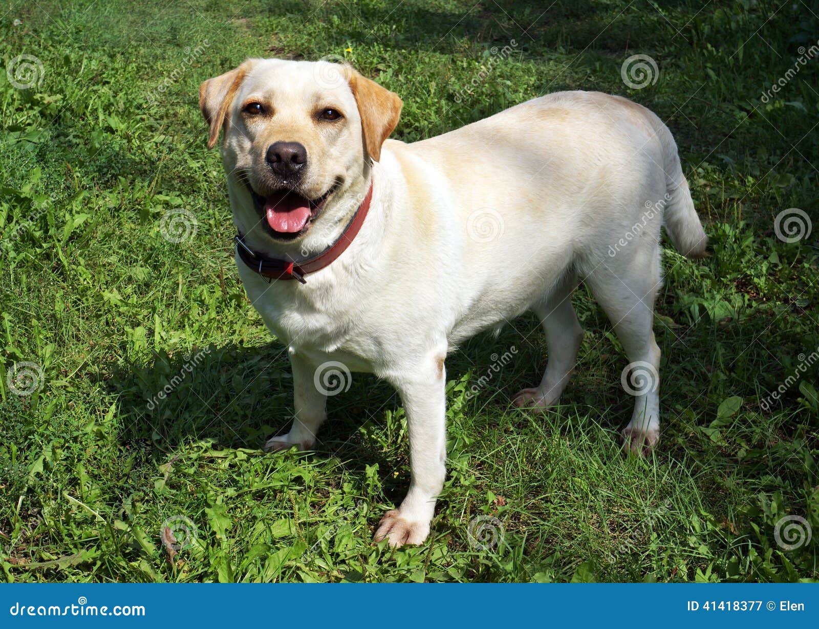 Dog Labrador on Green Grass Stock Image Image of home, favourite