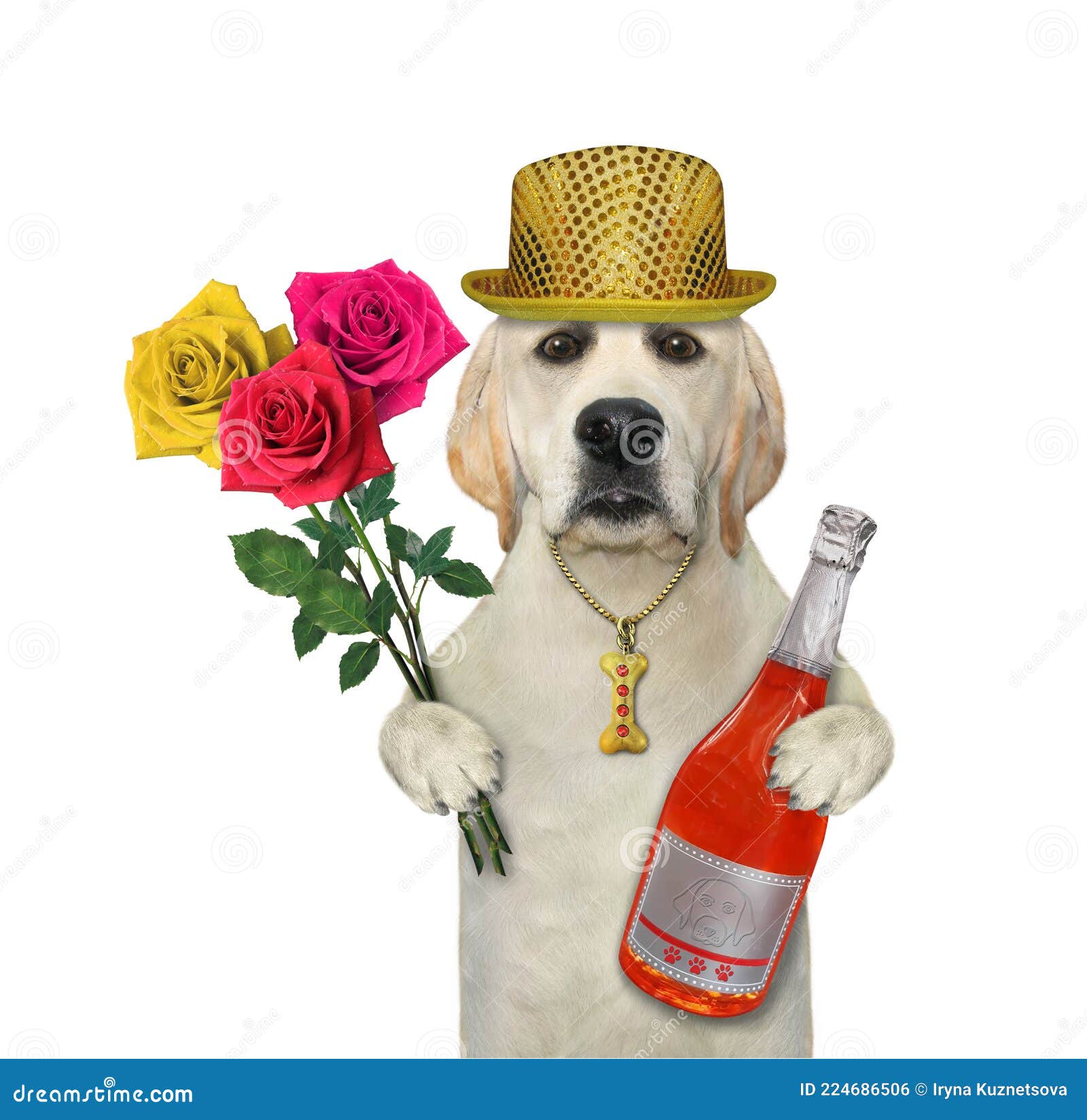Dog Labrador Holds Bottle of Red Wine 2 Stock Photo - Image of flower ...