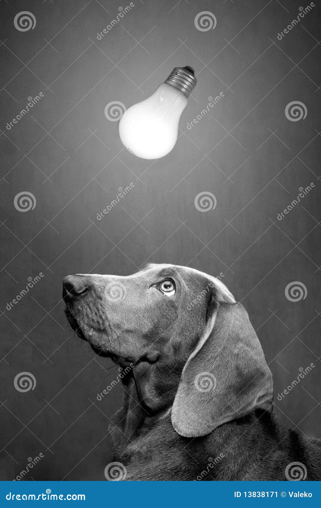 Dog and lamp stock image. Image of nimal, intelligence 13838171