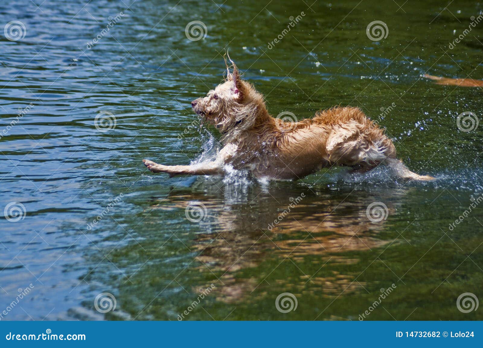Dog Landing in Water stock photo. Image of good, action 14732682