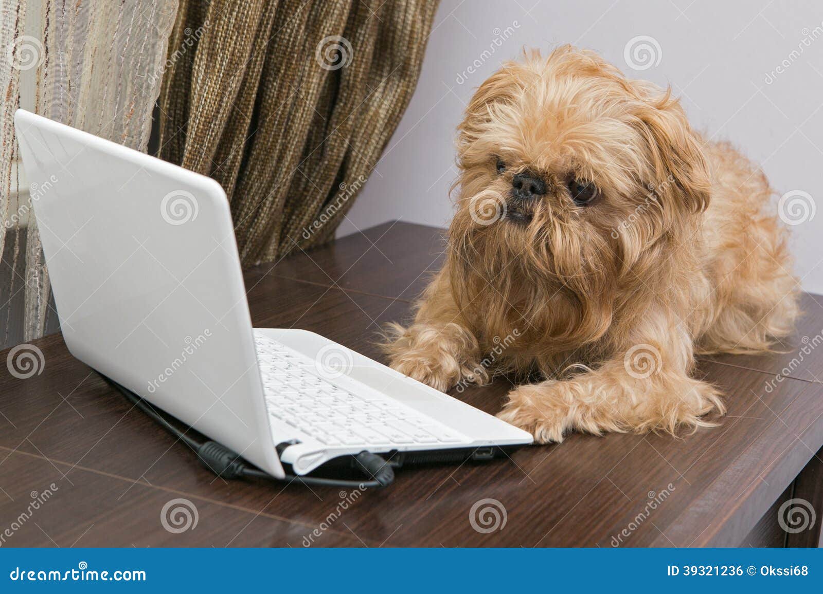 Dog and a laptop stock photo. Image of keyboard, yellow 39321236
