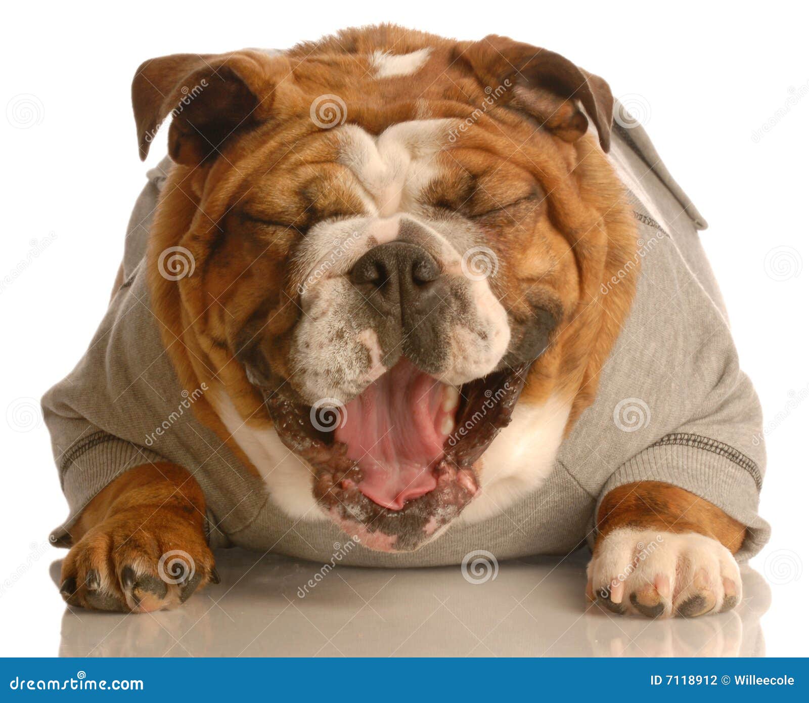Dog laughing stock photo. Image of companion, funny, purebred 7118912