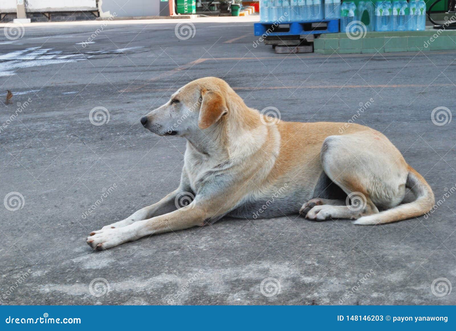 The Dog Lay Flat On The Floor Stock Image Image of cheerful, cute 148146203
