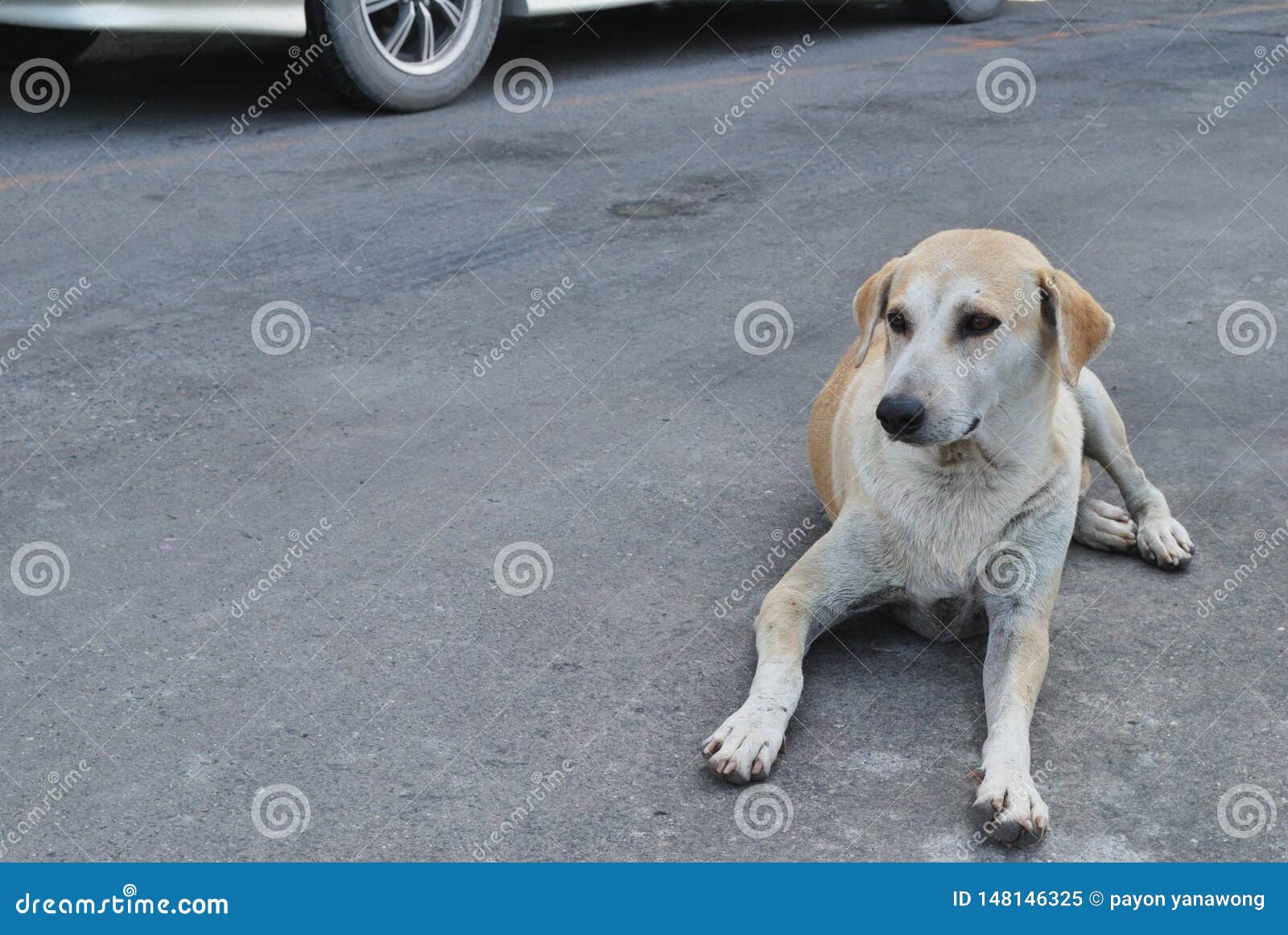 The Dog Lay Flat On The Floor Stock Image Image of cheerful, head 148146325