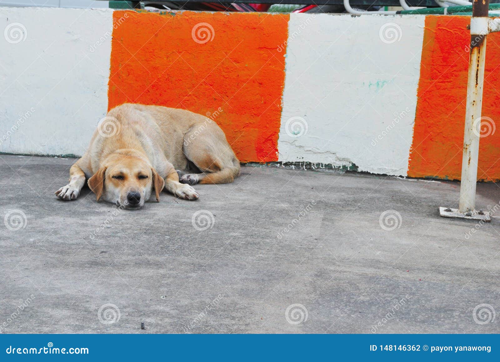 The Dog Lay Flat On The Floor Stock Photo Image of breed, ears 148146362