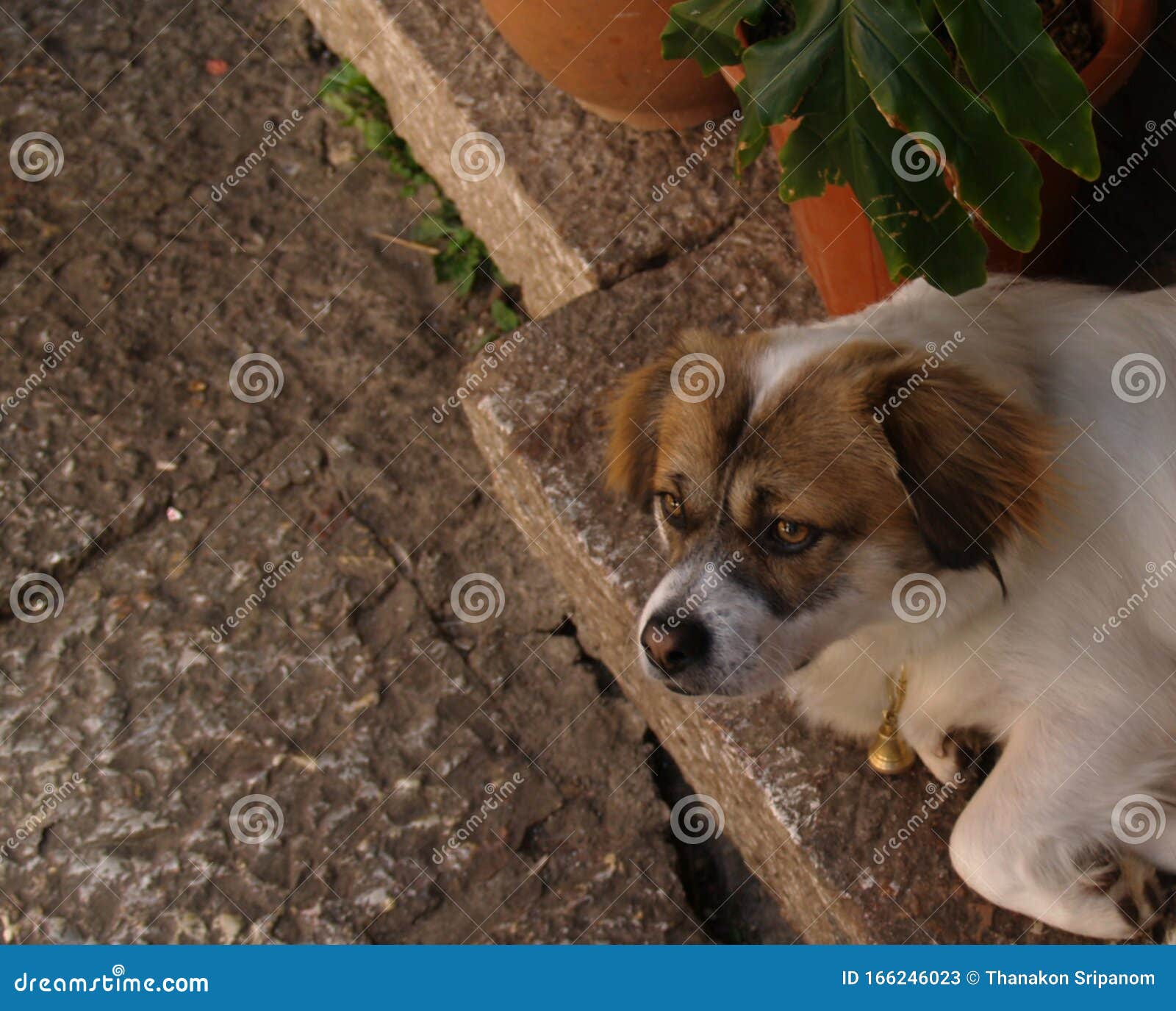 The dog lay on the floor stock image. Image of happy 166246023