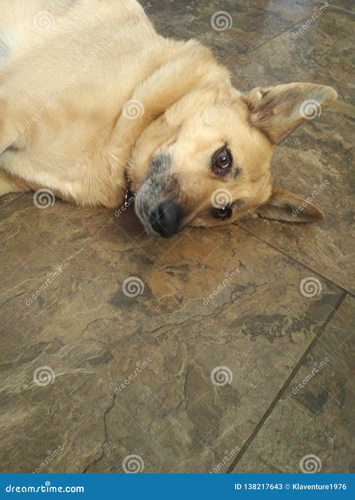 Dog laying down on floor stock image. Image of laying - 138217643