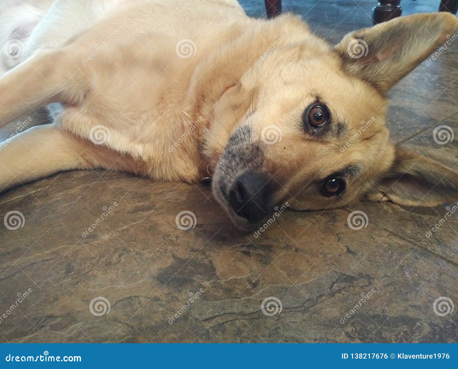 Dog laying down on floor stock photo. Image of laying - 138217676