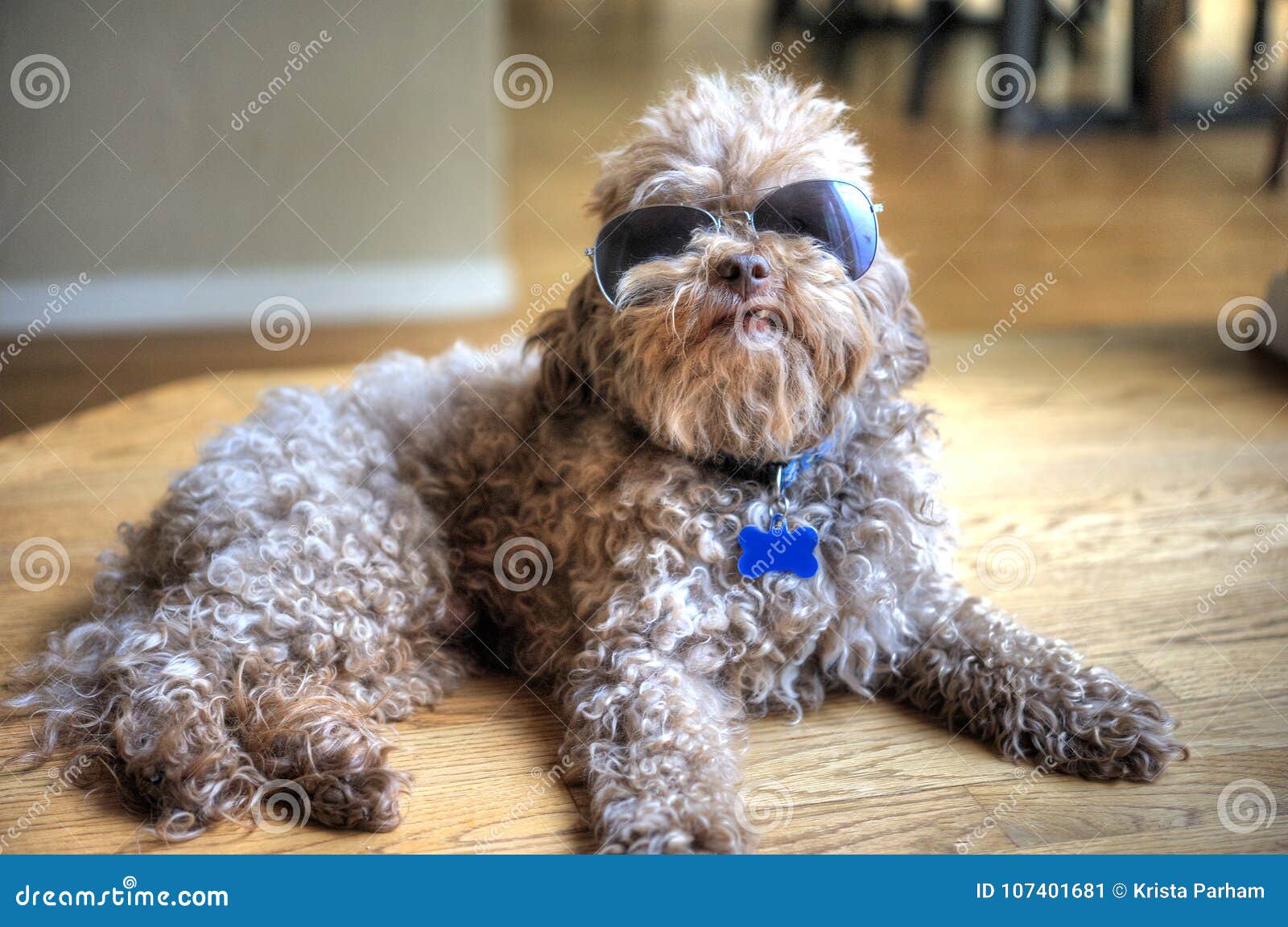 dog laying down sporting sunglasses