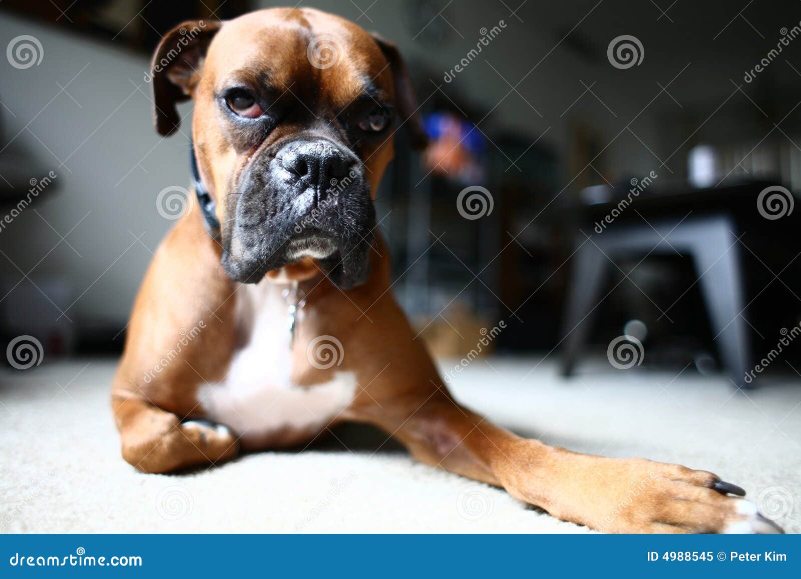 Dog laying on floor stock image. Image of breed, buddy - 4988545