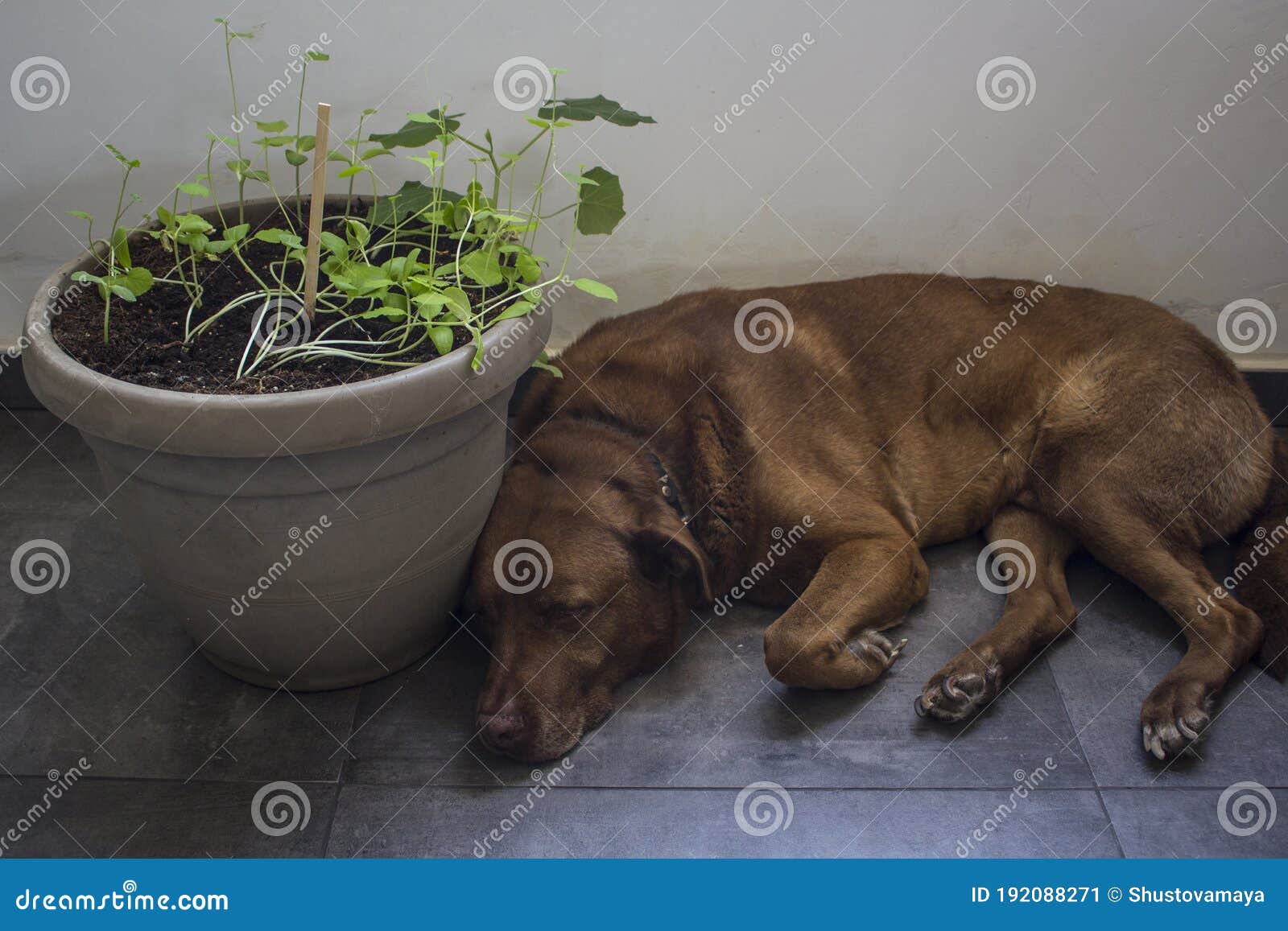 Dog laying on the floor stock image. Image of home, plant - 192088271