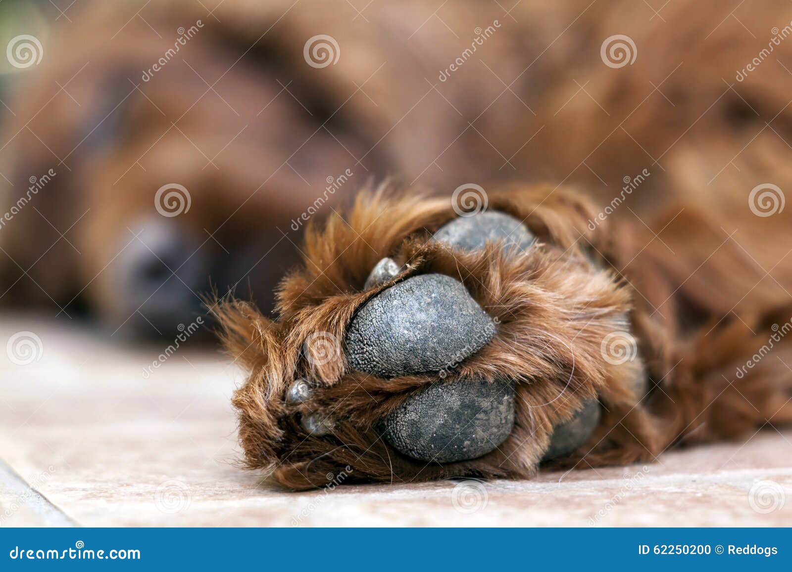 Do Dogs Paw Pads Shed