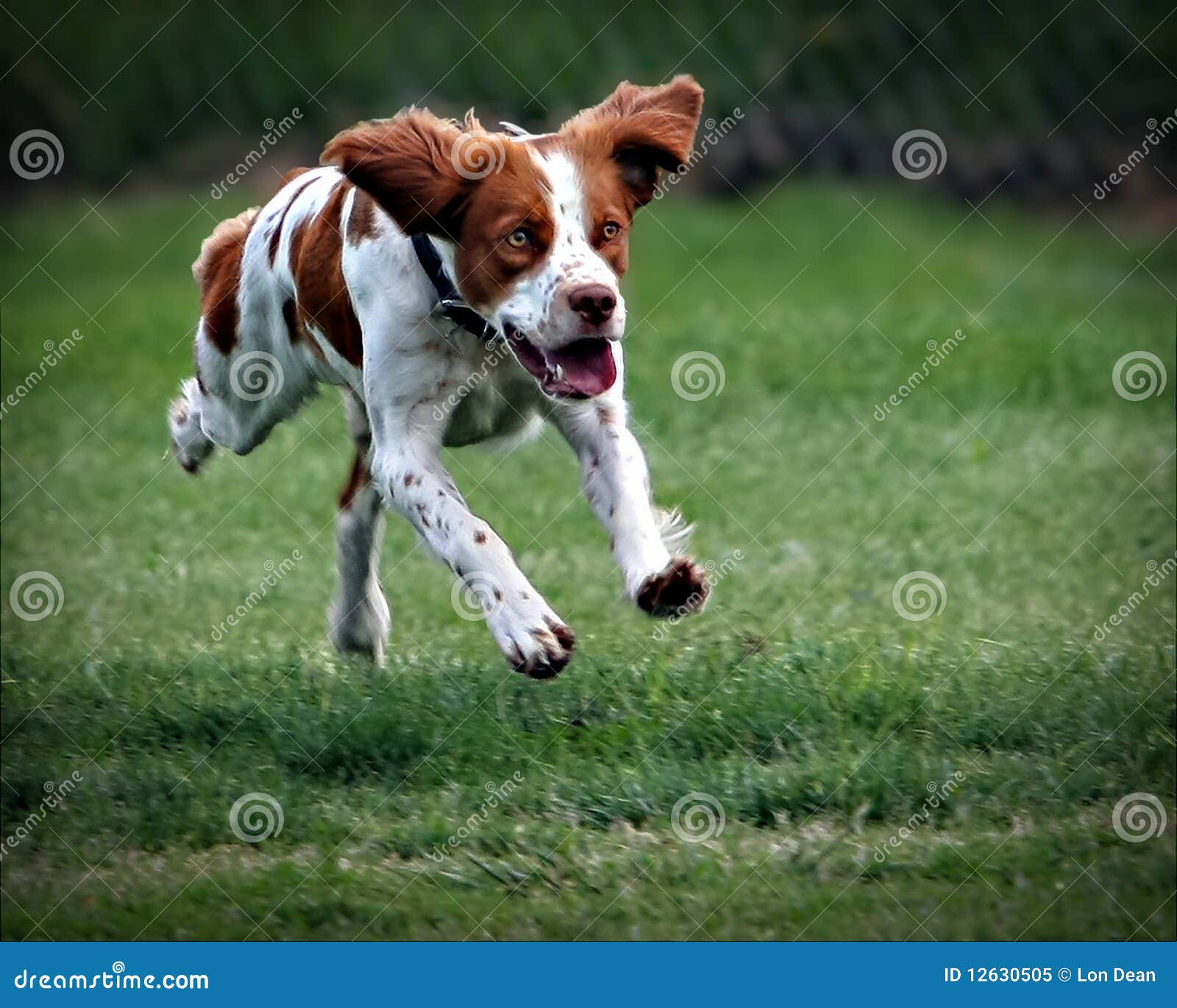 Dog Leap stock image. Image of jumping, canine, active 12630505