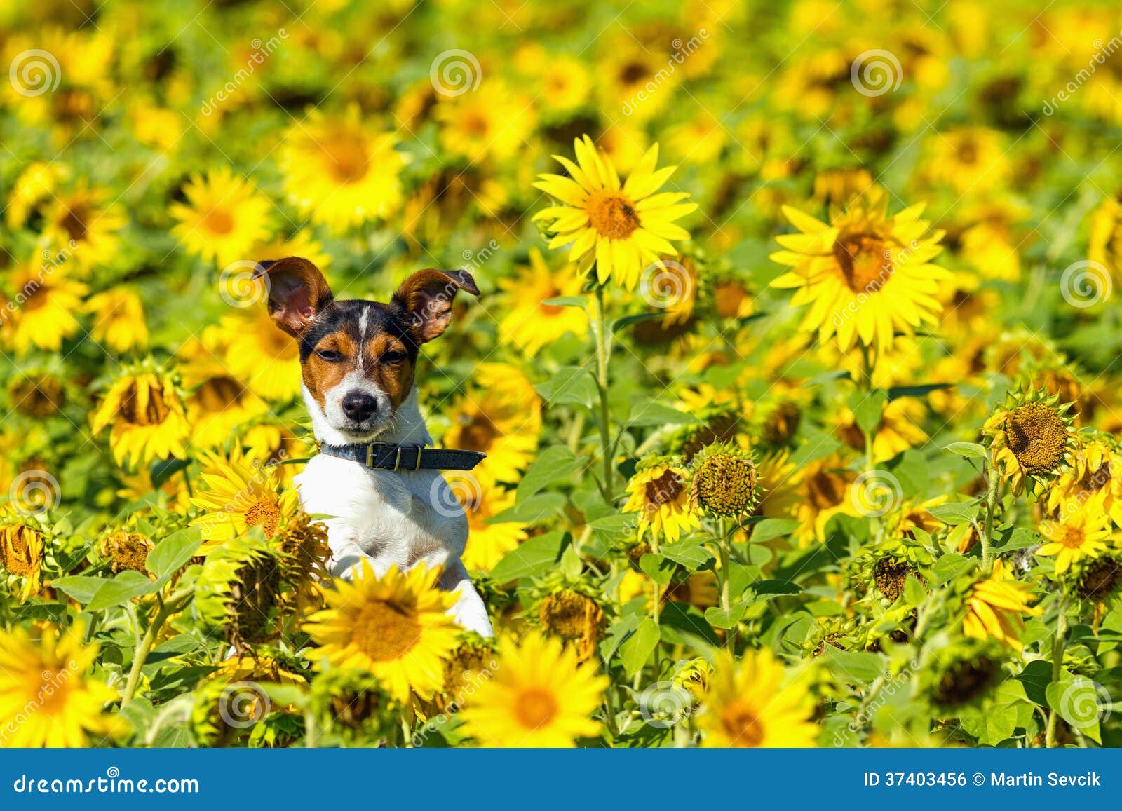 The Dog Leaping in Sunflower Meadows Stock Photo Image of color