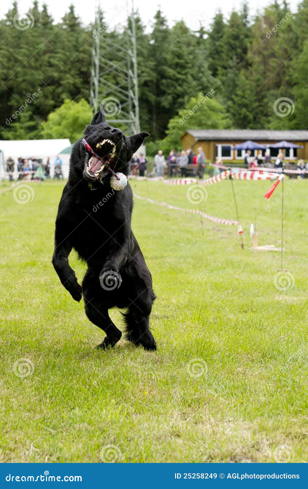 Dog Leaping To Catch A Ball On A Stick Stock Image Image 25258249