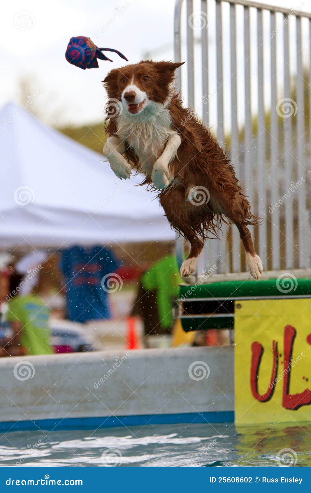 Dog Leaps for Toy Over Pool Editorial Photography Image of trick