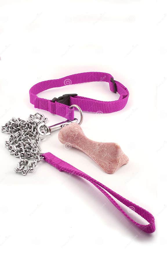 Dog leash and bone stock image. Image of bone, responsibility 6479893