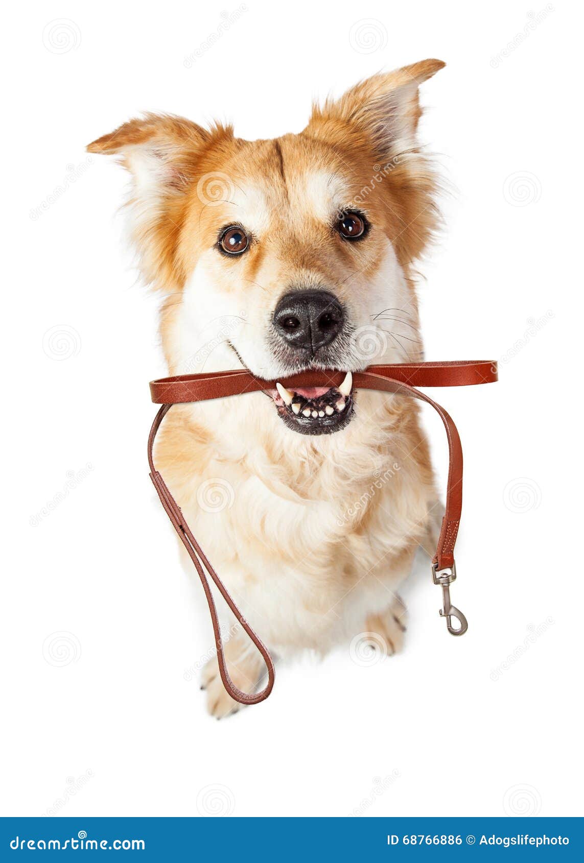 dog with leash in mouth excited for walk