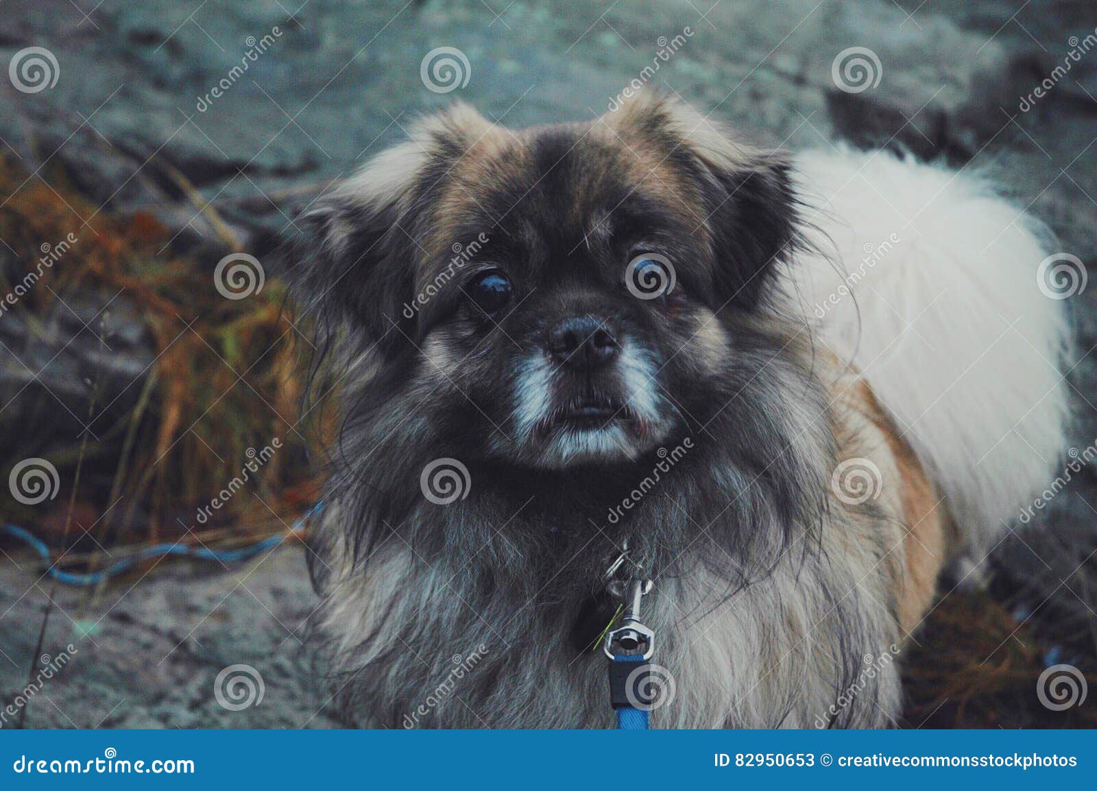 Dog On Leash Outdoors Picture. Image 82950653