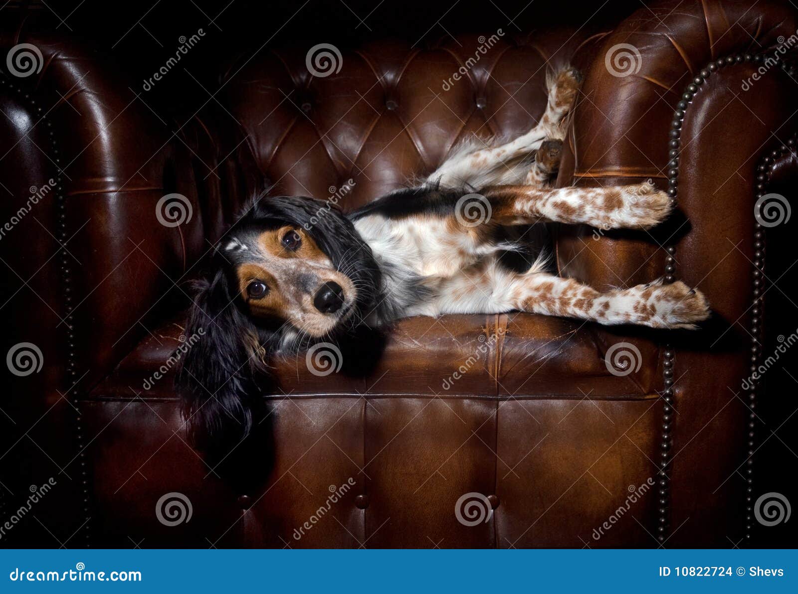 Dog in leather couch stock photo. Image of adorable, chair 10822724