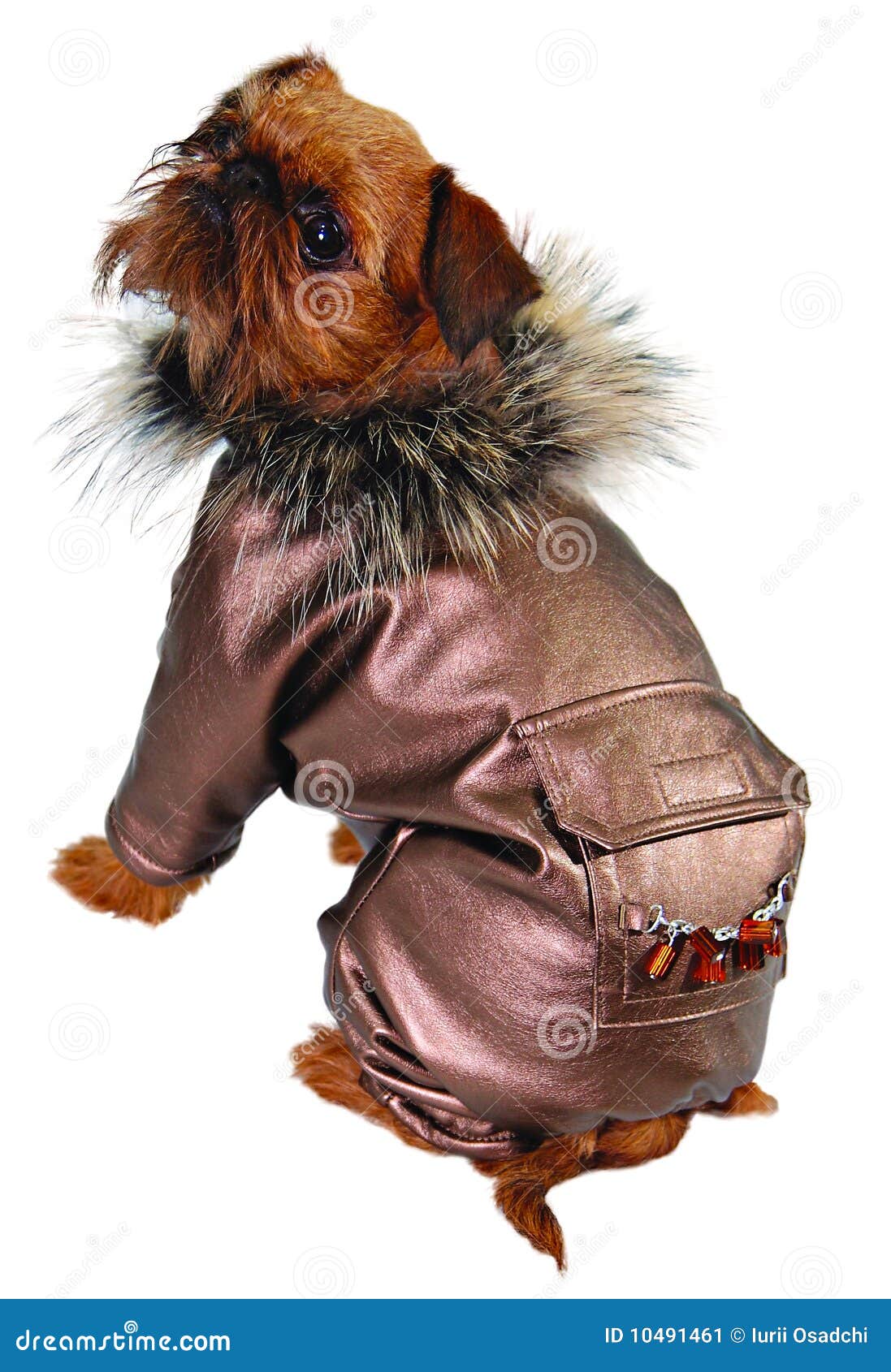 Dog in leather jacket stock image. Image of suit, canine 10491461