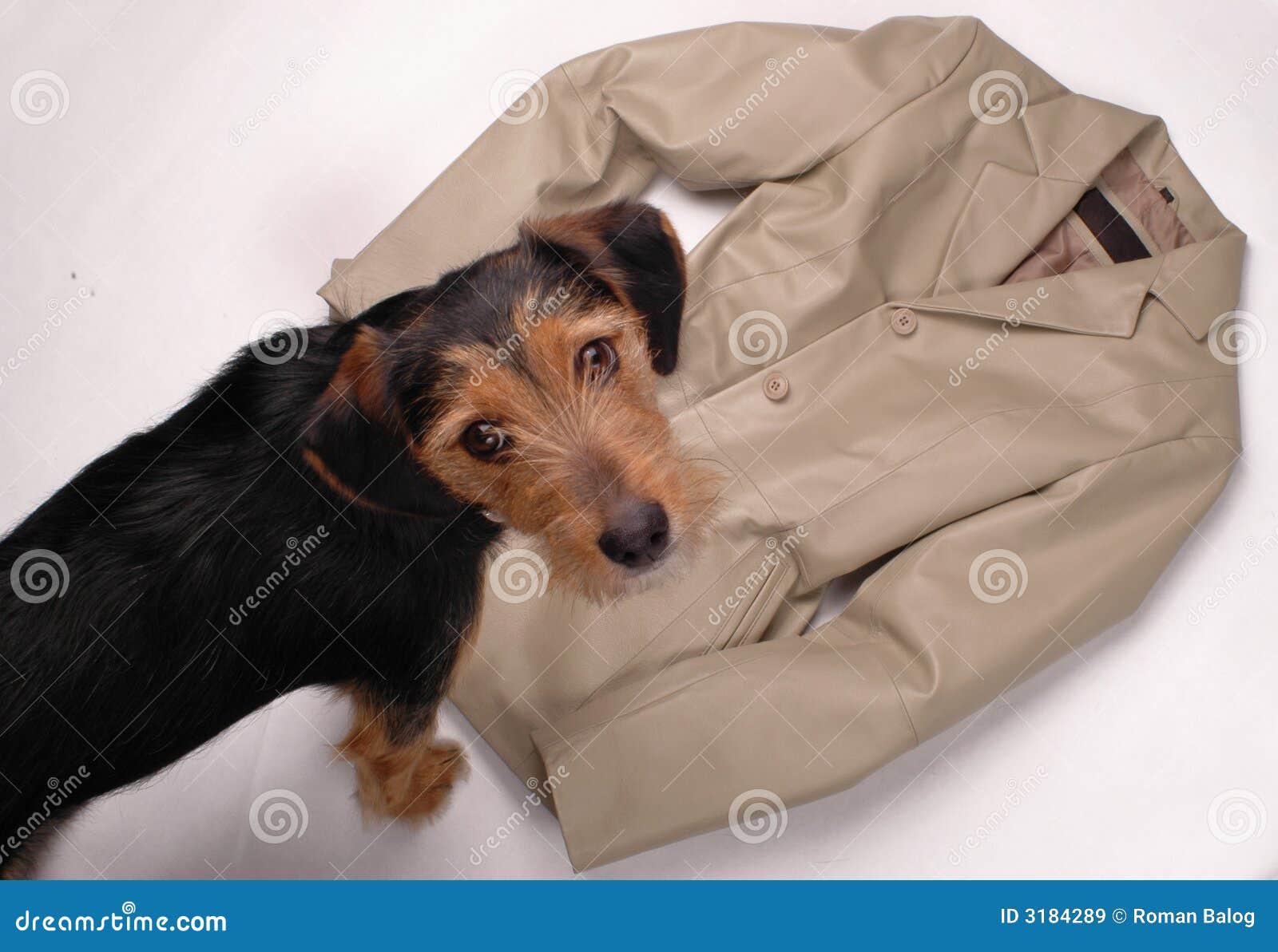 dog straight jacket