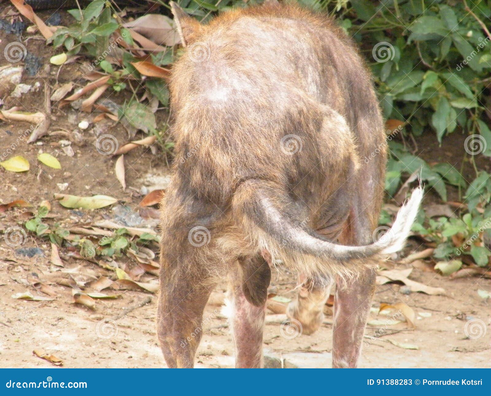 Dog with leprosy stock image. Image of street, space 91388283