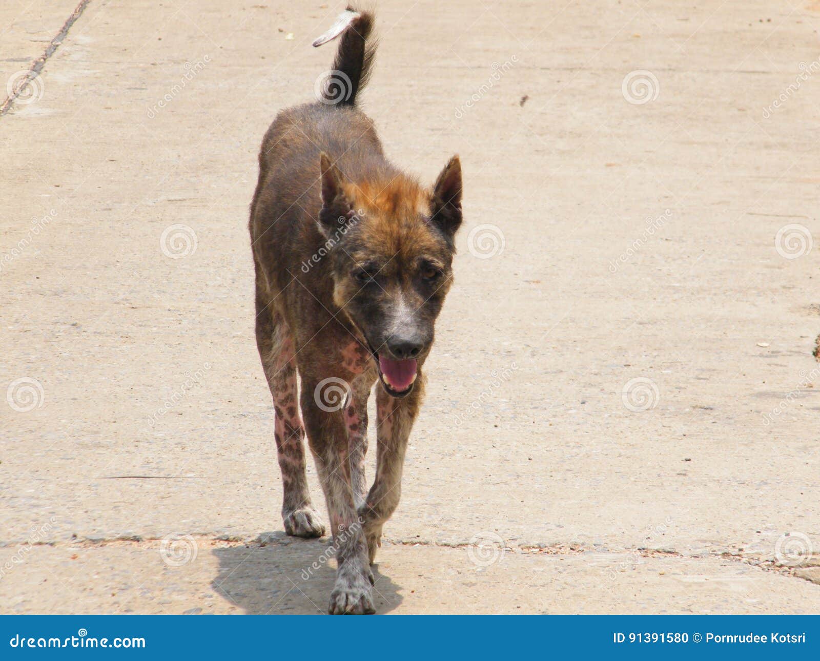 Dog with leprosy stock photo. Image of leprosy, nature 91391580