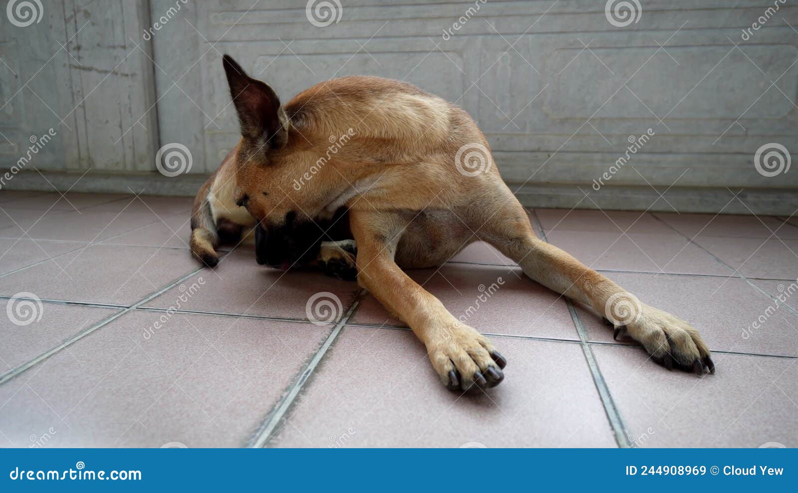 A Dog Lick Its Leg at Floor Stock Video Video of outdoor, flow 244908969