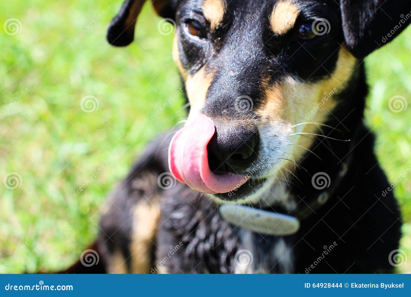 Dog Licked and Requests Food from Owner Stock Photo Image of hound