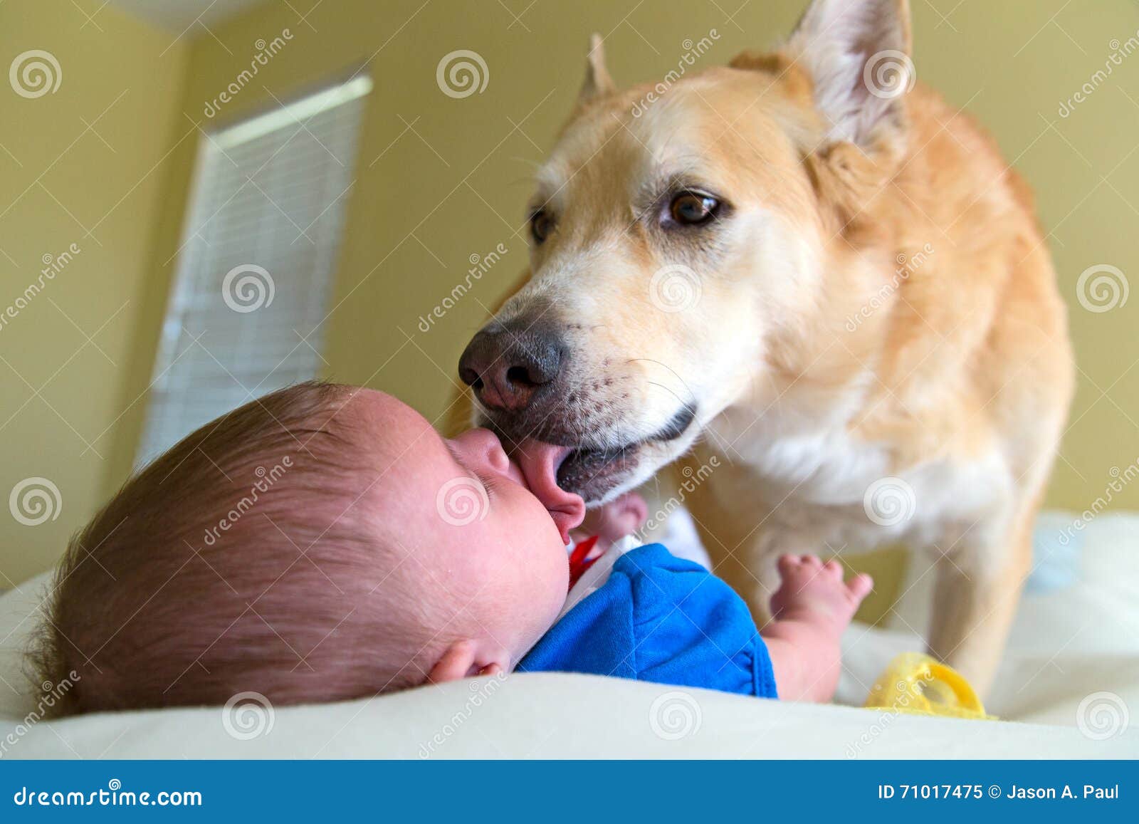 is it ok for a dog to lick a baby