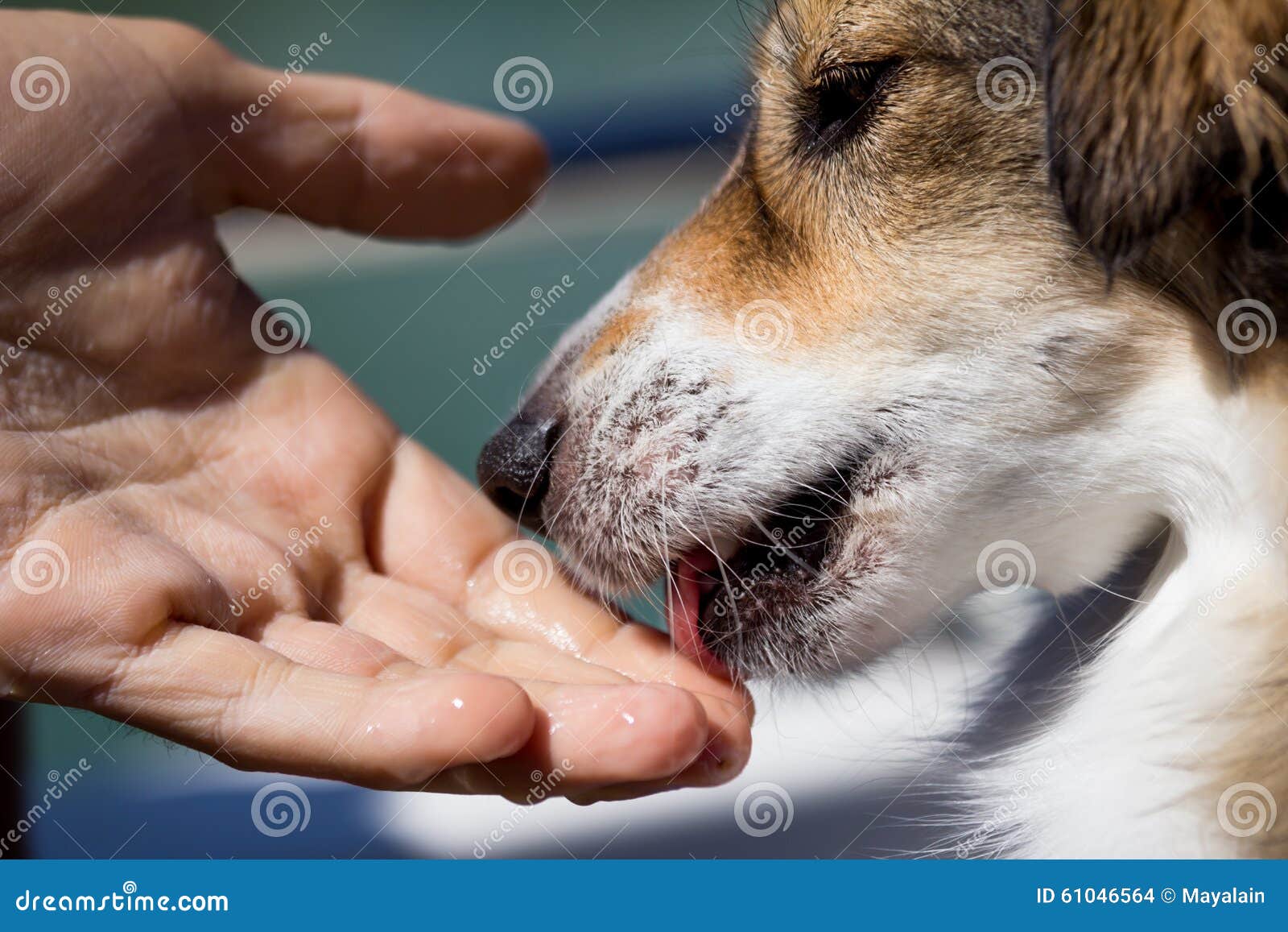Dog licking a human hand stock photo. Image of domestic 61046564