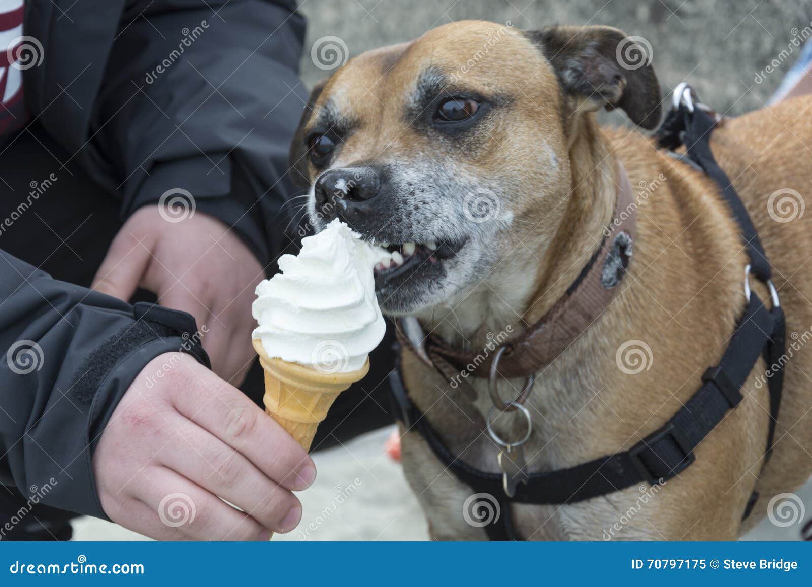 420 Dog Icecream Stock Photos pic picture