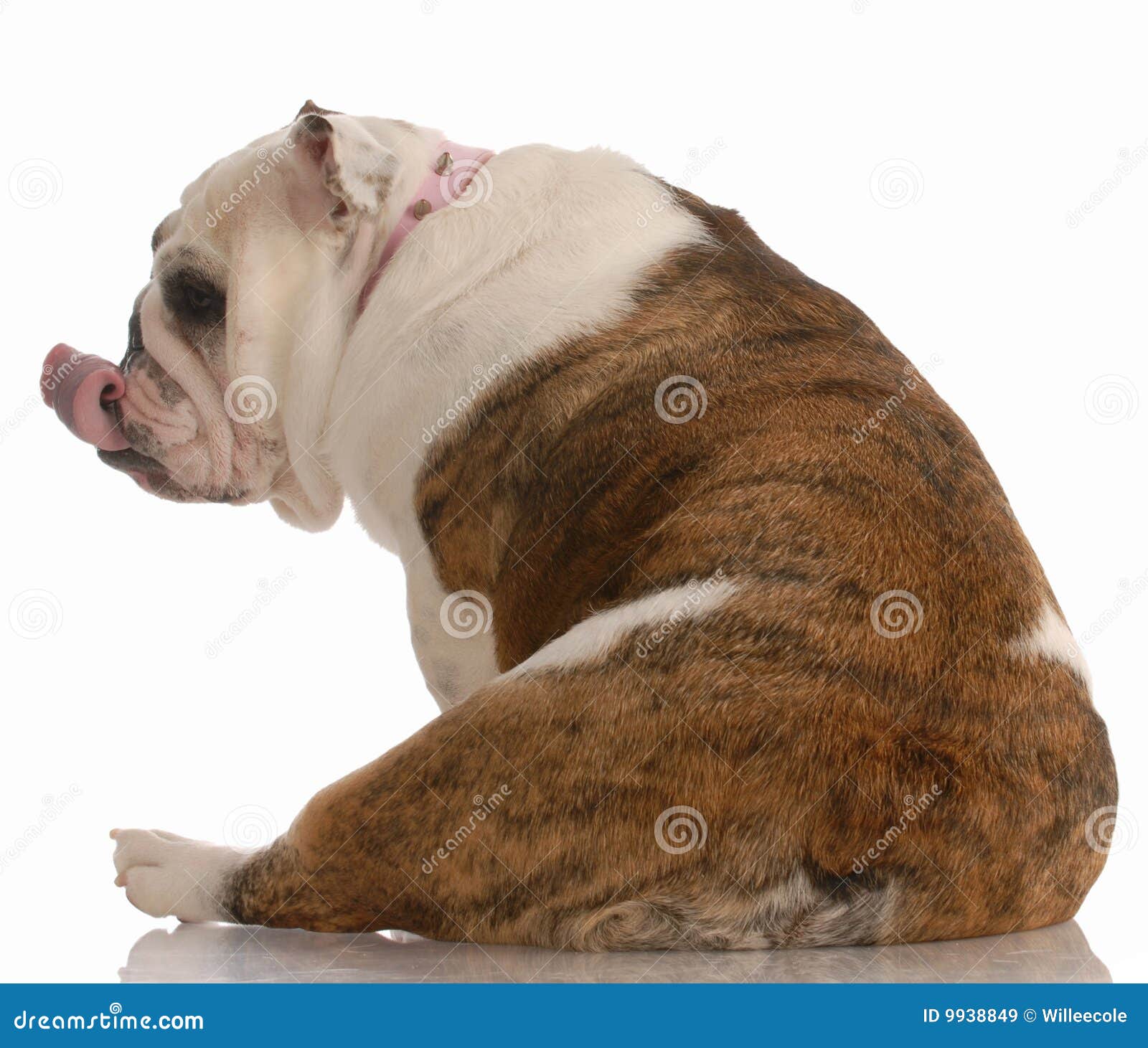 Dog licking lips stock image. Image of rear, chubby, buttocks 9938849