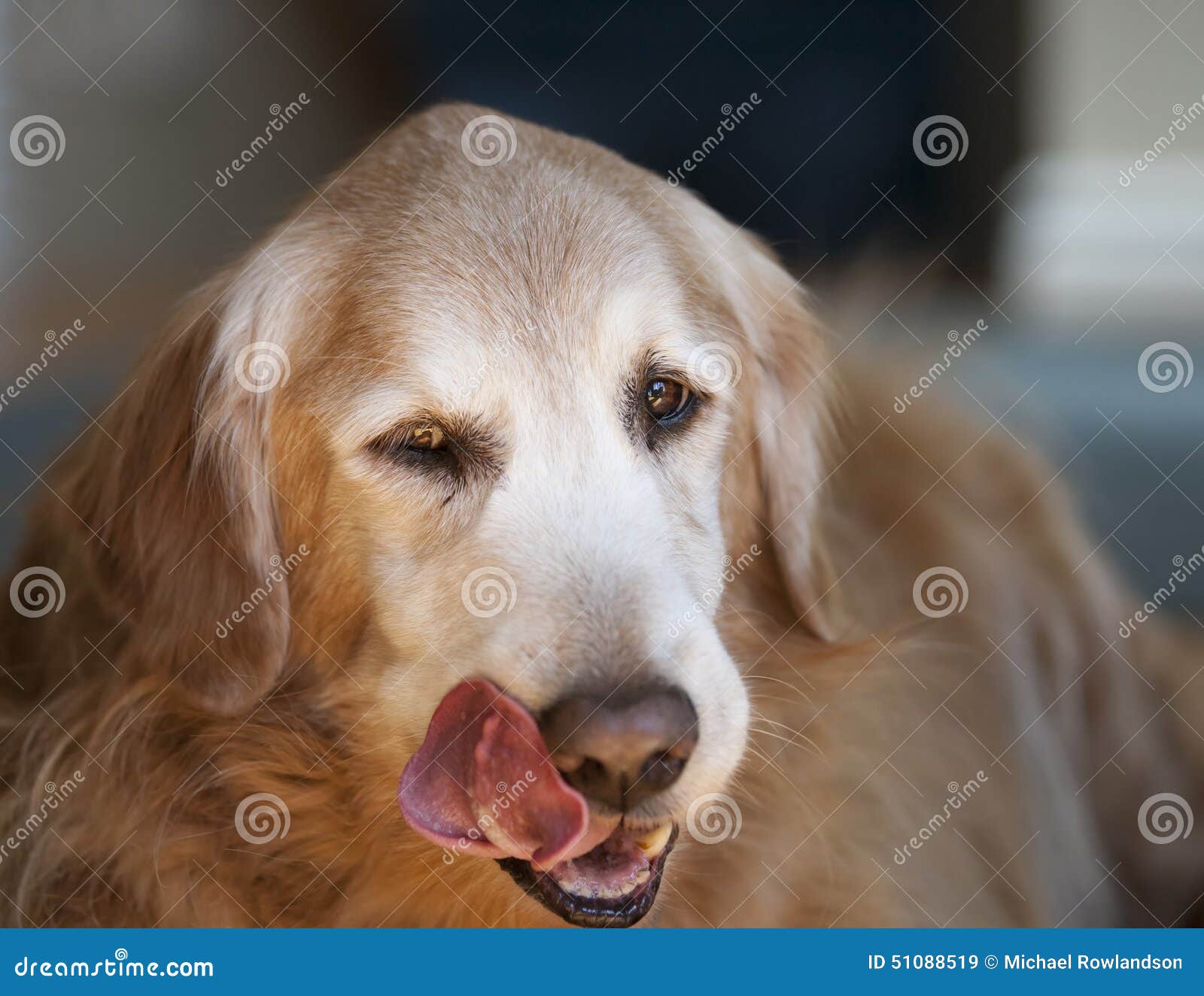 Dog Licking Lips stock image. Image of standing, people 51088519