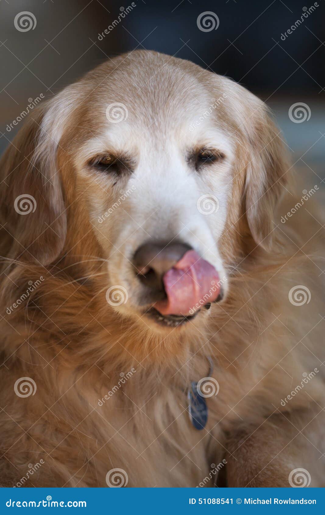 Dog Licking Lips stock image. Image of breed, color, green 51088541