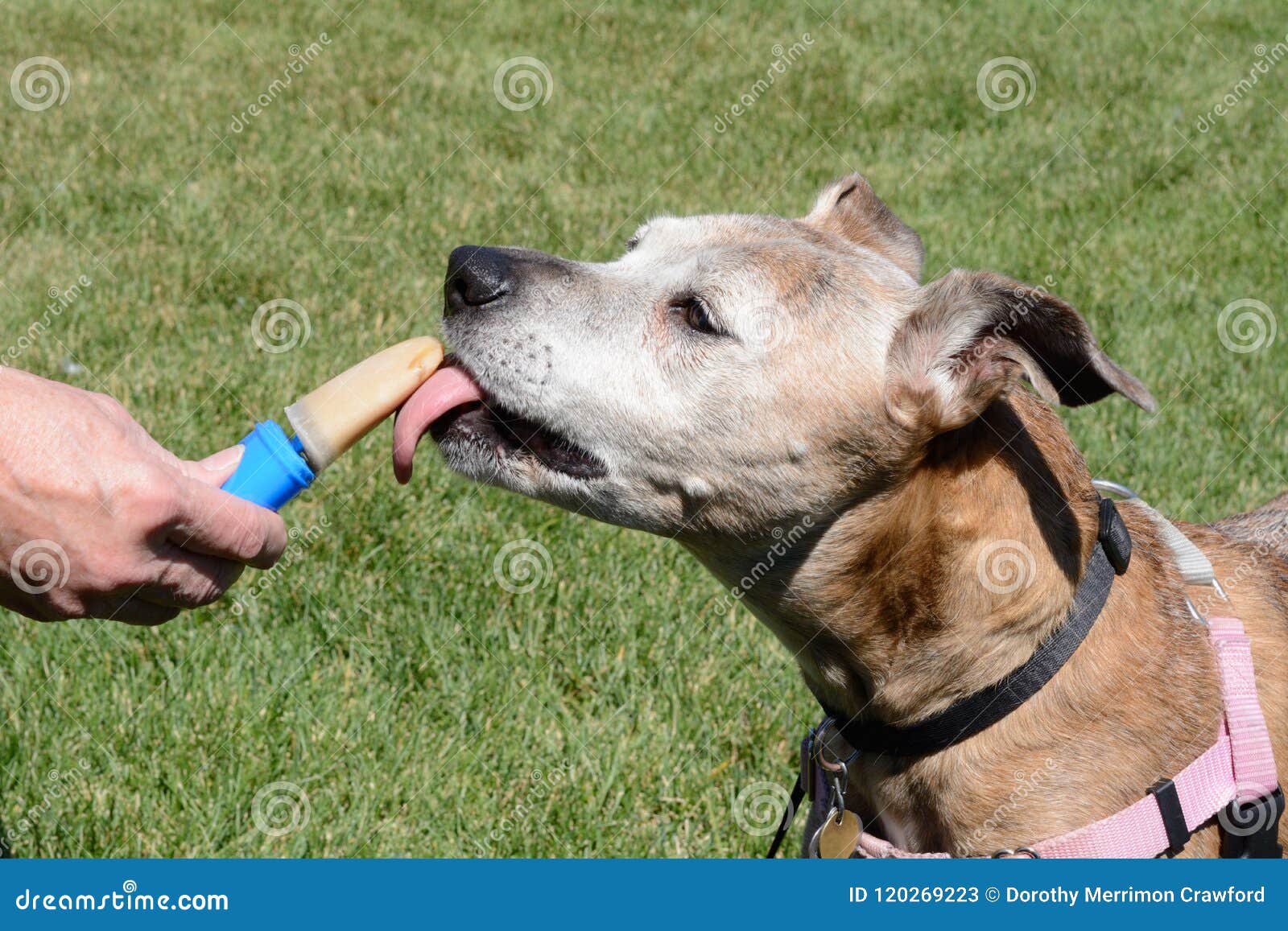 Dog Popsicle Royalty-Free Images, Stock Photos & Pictures