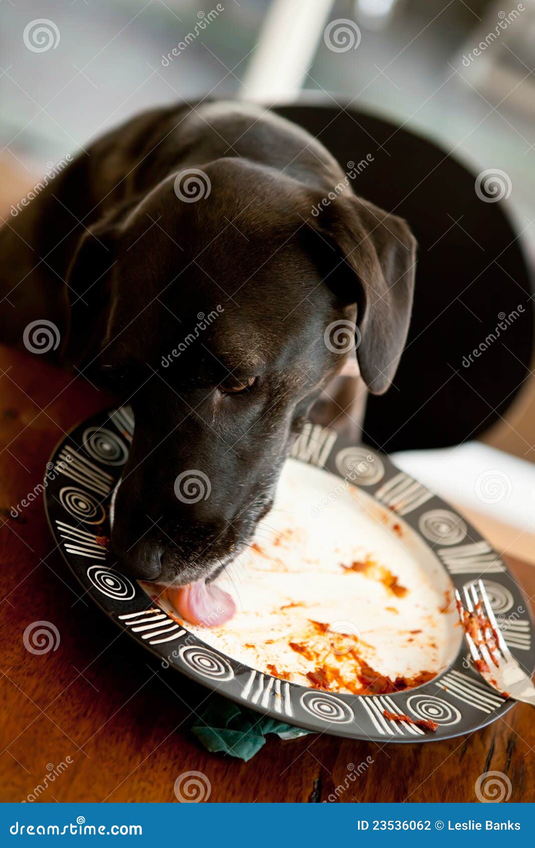 dog-licking-plate-23536062.jpg